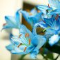 Lots Bulk seedsplants Garden Decoration Floral Plants Blue Rare Lily Bulbs 100 Seeds