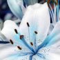 Lots Bulk seedsplants Garden Decoration Floral Plants Blue Rare Lily Bulbs 100 Seeds