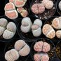 Beauty Mixed Mini Lithops Bonsai Plants Cactus Bonsai Plants 200 Seeds