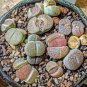 Beauty Mixed Mini Lithops Bonsai Plants Cactus Bonsai Plants 200 Seeds