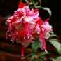 Multicolor Fuchsia 400 Seeds