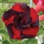 Adenium Obesum, Dark Red 5-Layers 'Da Hongpao' 4 Seeds