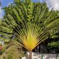Travelers Palm Flores 200 Seeds
