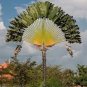 Travelers Palm Flores 200 Seeds