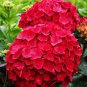 Multiple Color Choice Hydrangea Bonsai Perennial Flower Plant 100 Seeds