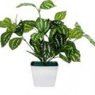 High Temperature Resistant Plants Pilea Notata Bonsai Tree Potted Courtyard 100 Seeds