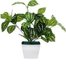 High Temperature Resistant Plants Pilea Notata Bonsai Tree Potted Courtyard 100 Seeds