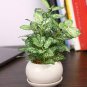 High Temperature Resistant Plants Pilea Notata Bonsai Tree Potted Courtyard 100 Seeds