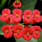 Cactus Euphorbia Milli Bonsai New Rare Flower Plants 200 Seeds