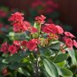 Cactus Euphorbia Milli Bonsai New Rare Flower Plants 200 Seeds