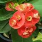 Cactus Euphorbia Milli Bonsai New Rare Flower Plants 200 Seeds