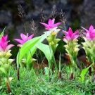 Pink Curcuma Bonsia Flower 400 Seeds