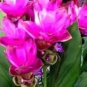 Pink Curcuma Bonsia Flower 400 Seeds