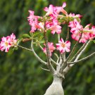 Desert Rose Bonsai Ornamental Plants Balcony Bonsai Potted Flowers Bonsai Adenium 2 Seeds