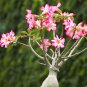 Desert Rose Bonsai Ornamental Plants Balcony Bonsai Potted Flowers Bonsai Adenium 2 Seeds