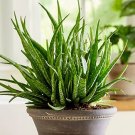 Aloe Vera Plant Herbal Succulent Bonsai Houseplants Edible Beauty Cosmetic 100 Seeds