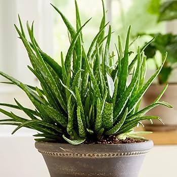 Aloe Vera Plant Herbal Succulent Bonsai Houseplants Edible Beauty Cosmetic 100 Seeds
