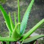 Aloe Vera Plant Herbal Succulent Bonsai Houseplants Edible Beauty Cosmetic 100 Seeds