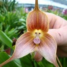 Unique Black Cymbidium Faberi Flower Bonsai Flowering Monkey Face Orchid Bonsai 200 Seeds