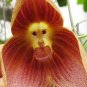 Unique Black Cymbidium Faberi Flower Bonsai Flowering Monkey Face Orchid Bonsai 200 Seeds
