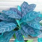 Rare Color Aglaonema Bonsai 200 Seeds