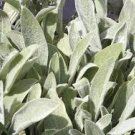Stachys byzantina Seeds Lamb's Ear 200 Seeds