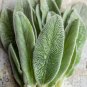 Stachys byzantina Seeds Lamb's Ear 200 Seeds