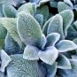 Stachys byzantina Seeds Lamb's Ear 200 Seeds