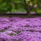 Creeping Thyme Bonsai Flower Plant Rock CRESS Ground Cover Plants 400 Seeds