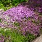 Creeping Thyme Bonsai Flower Plant Rock CRESS Ground Cover Plants 400 Seeds