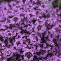 Creeping Thyme Bonsai Flower Plant Rock CRESS Ground Cover Plants 400 Seeds
