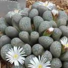 Bonsai Lithops Plants Mix Varieties Succulent Plant Living Stone Bonsai 200 Seeds