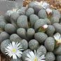 Bonsai Lithops Plants Mix Varieties Succulent Plant Living Stone Bonsai 200 Seeds