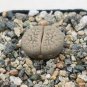 Bonsai Lithops Plants Mix Varieties Succulent Plant Living Stone Bonsai 200 Seeds