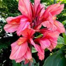 Dwarf Bonsai Canna Lily Outdoor Tropical Bronze Scarlet Foliage 200 Seeds