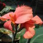 Dwarf Bonsai Canna Lily Outdoor Tropical Bronze Scarlet Foliage 200 Seeds