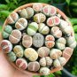 Bonsai Lithops Plants Mix Varieties Succulent Plant Living Stone Bonsai 200 Seeds