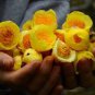 Golden Yellow Rare Camellia Nitidissima Bonsai 100 Seeds