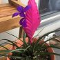 Tillandsia Cyanea Bonsai Tillandsia Orchid Potted Flower Bonsai Chinese 200 Seeds