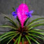 Tillandsia Cyanea Bonsai Tillandsia Orchid Potted Flower Bonsai Chinese 200 Seeds