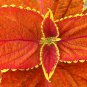Japanese Coleus Plant 200 Seeds