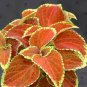 Japanese Coleus Plant 200 Seeds