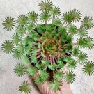 Oxalis palmifrons Bonsai Rare Flower Bonsai 200 Seeds