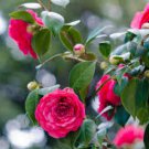 Camellia Bonsai, Camellia Flowers Plants 100 Seeds