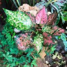 Rare Color Aglaonema Bonsai 200 Seeds