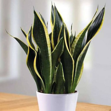 Sansevieria trifasciata Bonsai Succulent Plants Tiger Piran Flower 200 Seeds