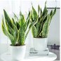 Sansevieria trifasciata Bonsai Succulent Plants Tiger Piran Flower 200 Seeds