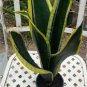 Sansevieria trifasciata Bonsai Succulent Plants Tiger Piran Flower 200 Seeds