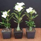 White Desert Rose Bonsai Ornamental Plant Balcony Bonsai Potted Beautiful Flower 2 Seeds