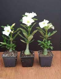 White Desert Rose Bonsai Ornamental Plant Balcony Bonsai Potted Beautiful Flower 2 Seeds